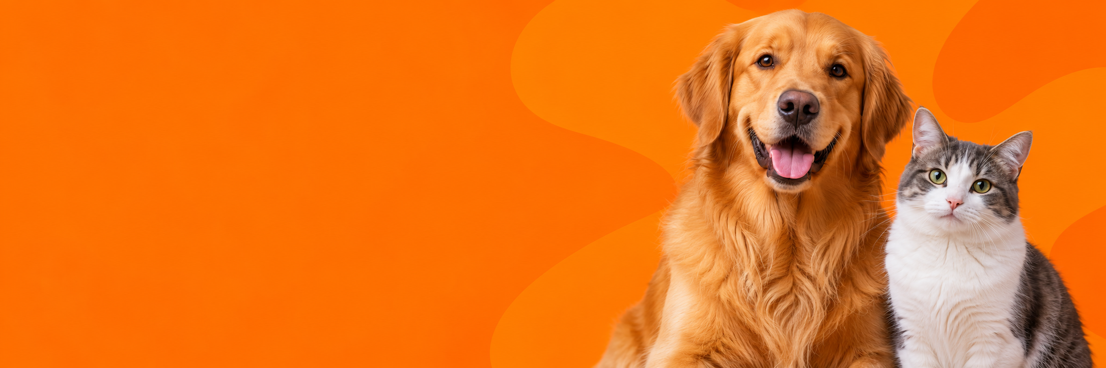 Cão golden retriever e gato em um fundo laranja. Imagem ilustrativa.
