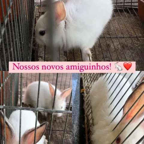 Novos amiguinhos
