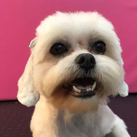 Sophia