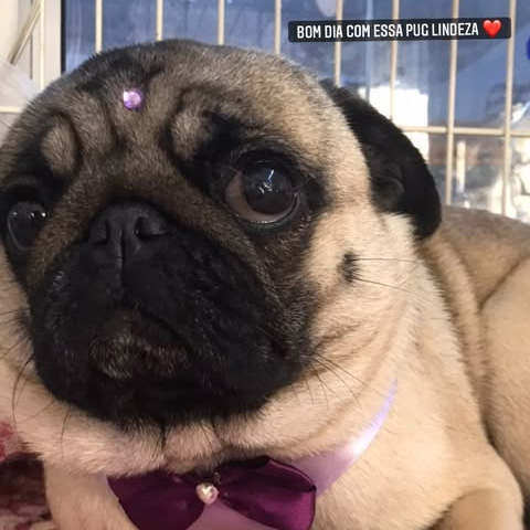 A fofura do Pug